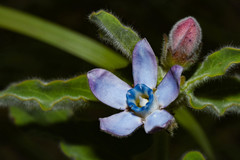 Oxypetalum coeruleum