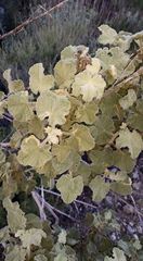 Malacothamnus davidsonii