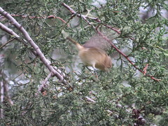 Empidonax fulvifrons