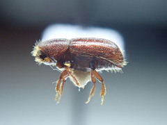 Dryocoetes autographus