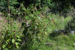 Phytolacca
