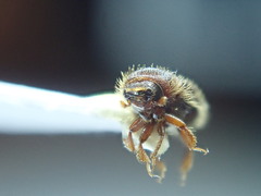 Dryocoetes autographus