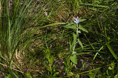 Oxypetalum coeruleum