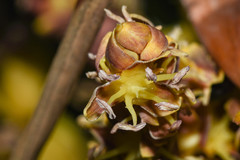 Butia paraguayensis