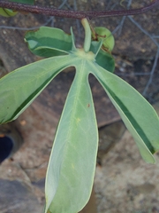 Adenia glauca