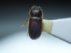 Dryocoetes autographus