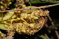 Butia paraguayensis