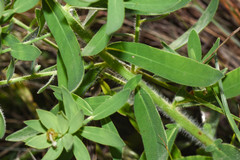 Euphorbia papillosa