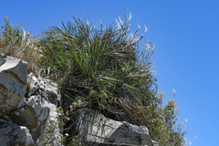 Butia paraguayensis