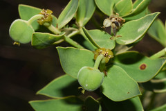 Euphorbia papillosa