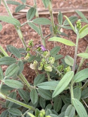 Polygala sphenoptera