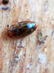 Epuraea imperialis