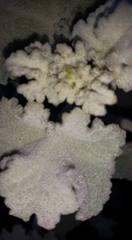 Malacothamnus davidsonii