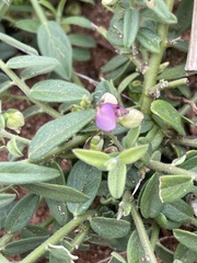 Polygala sphenoptera