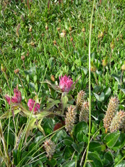 Castilleja elegans