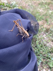 Platycleis intermedia