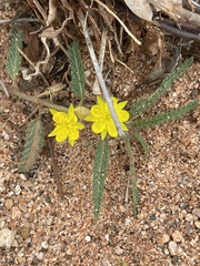 Corchorus asplenifolius