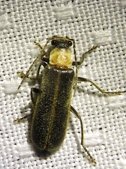 Podabrus flavicollis