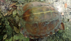 Heosemys spinosa