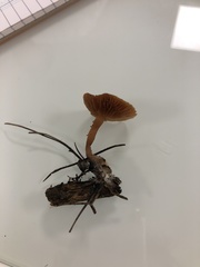 Tubaria romagnesiana