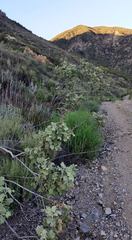 Malacothamnus davidsonii