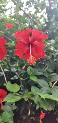Hibiscus × archeri