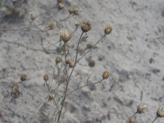 Centaurea borysthenica
