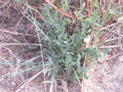 Centaurea borysthenica