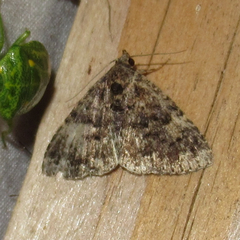 Metalectra miserulata