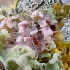 Laetisaria lichenicola