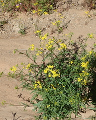 Senecio cardaminifolius