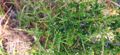 Muraltia macrocarpa