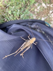 Platycleis intermedia