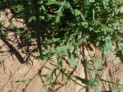 Senecio cardaminifolius