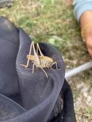Platycleis intermedia