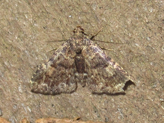 Metalectra miserulata