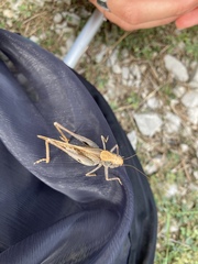 Platycleis intermedia