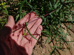 Senecio cardaminifolius