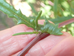 Senecio cardaminifolius