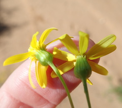 Senecio cardaminifolius