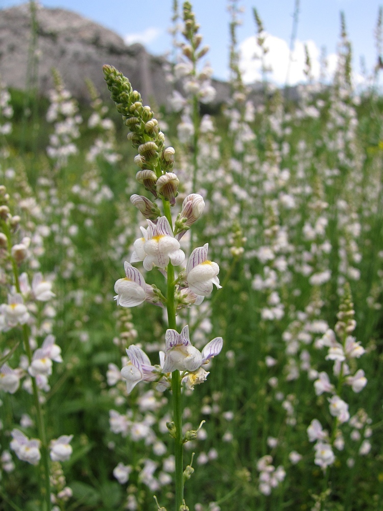 Linaria microsepala