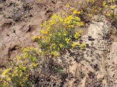 Senecio cardaminifolius