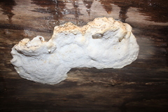 Oligoporus