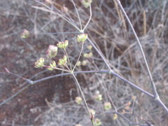 Taeniopetalum arenarium
