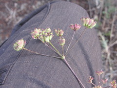 Taeniopetalum arenarium
