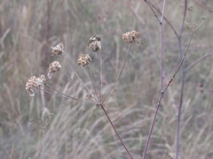 Taeniopetalum arenarium