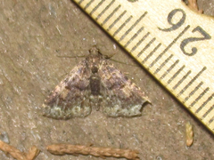 Metalectra miserulata