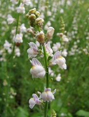 Linaria microsepala