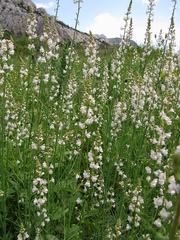 Linaria microsepala