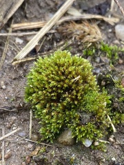 Imbribryum subapiculatum